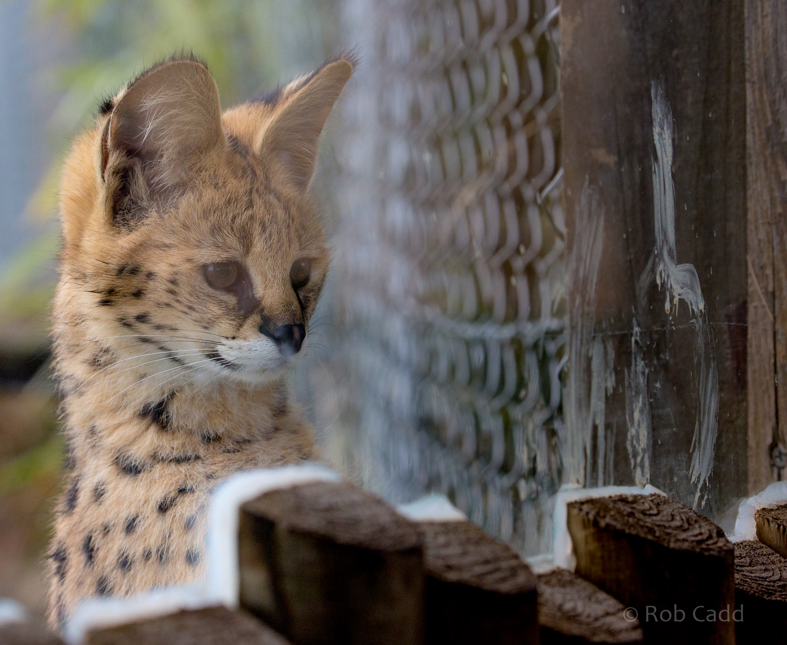 Serval : Hamerton : 01 Apr 2018