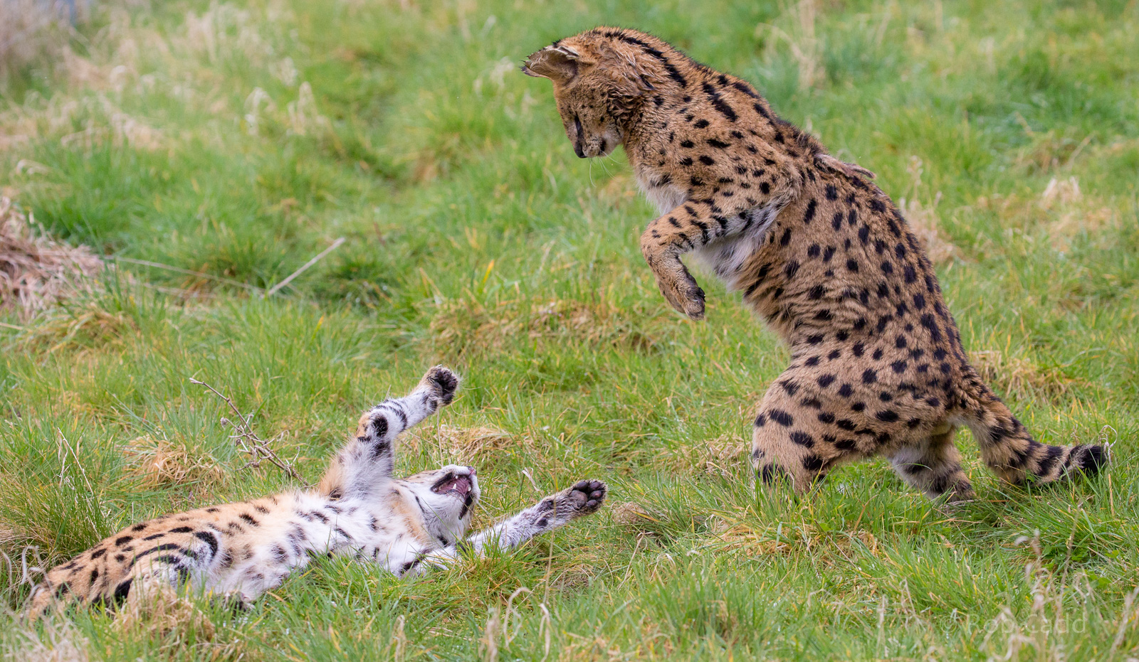 Serval : Hamerton : 01 Apr 2018