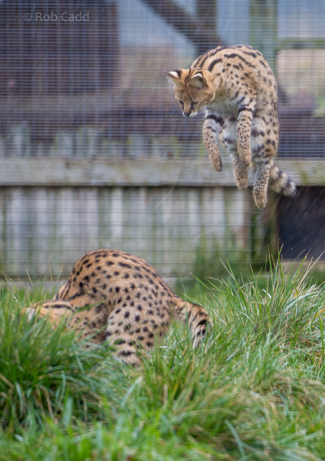 Serval : Hamerton : 01 Apr 2018