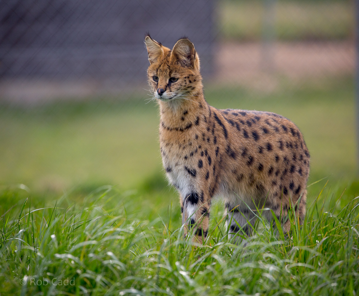 Serval : Hamerton : 03 Apr 2016