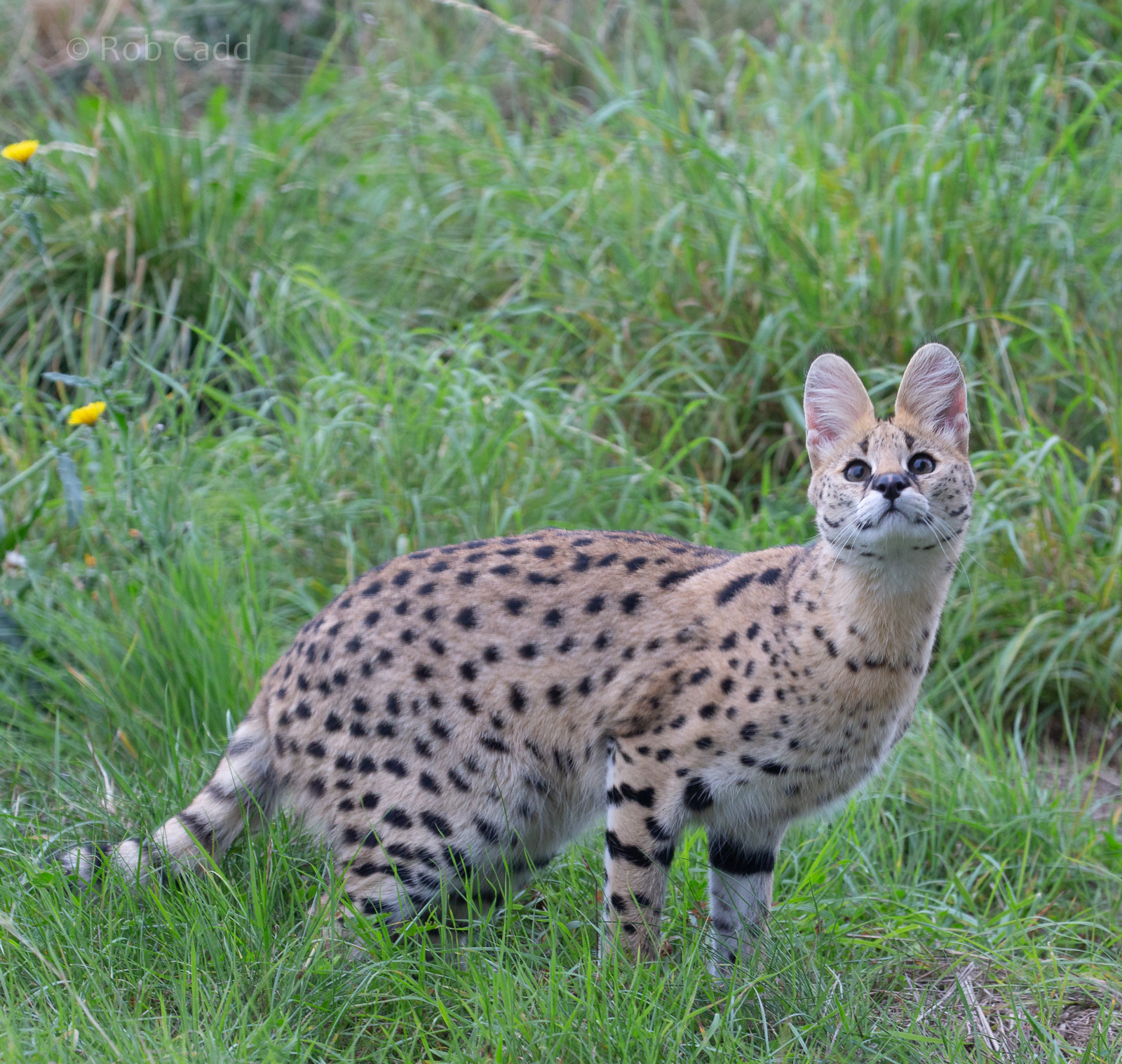 Serval : Hamerton : 08 Sep 2018