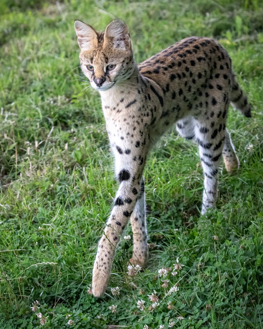 Serval / Hamerton / 15-7-20