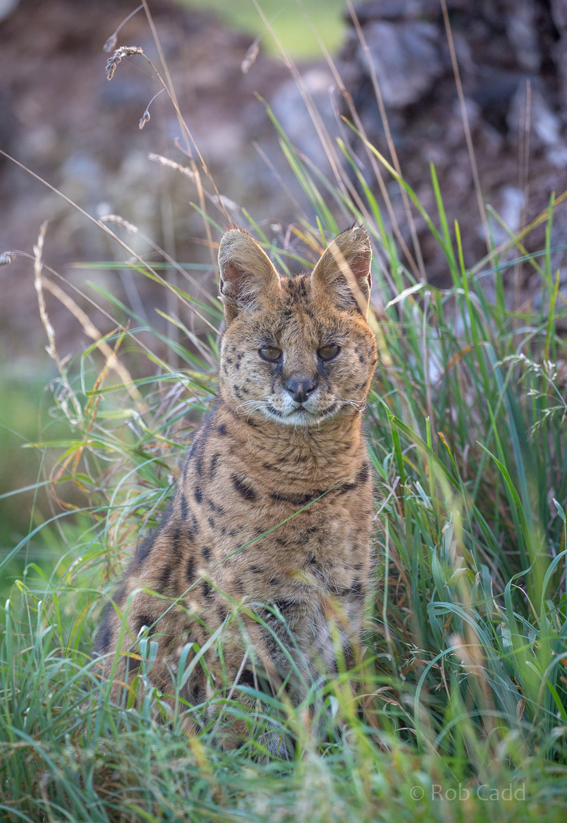 Serval : Hamerton : 15 Oct 2017