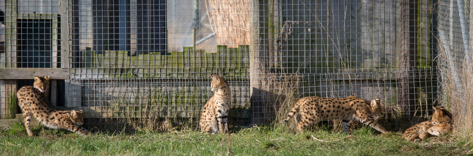 Serval : Hamerton : 18 Jan 2015