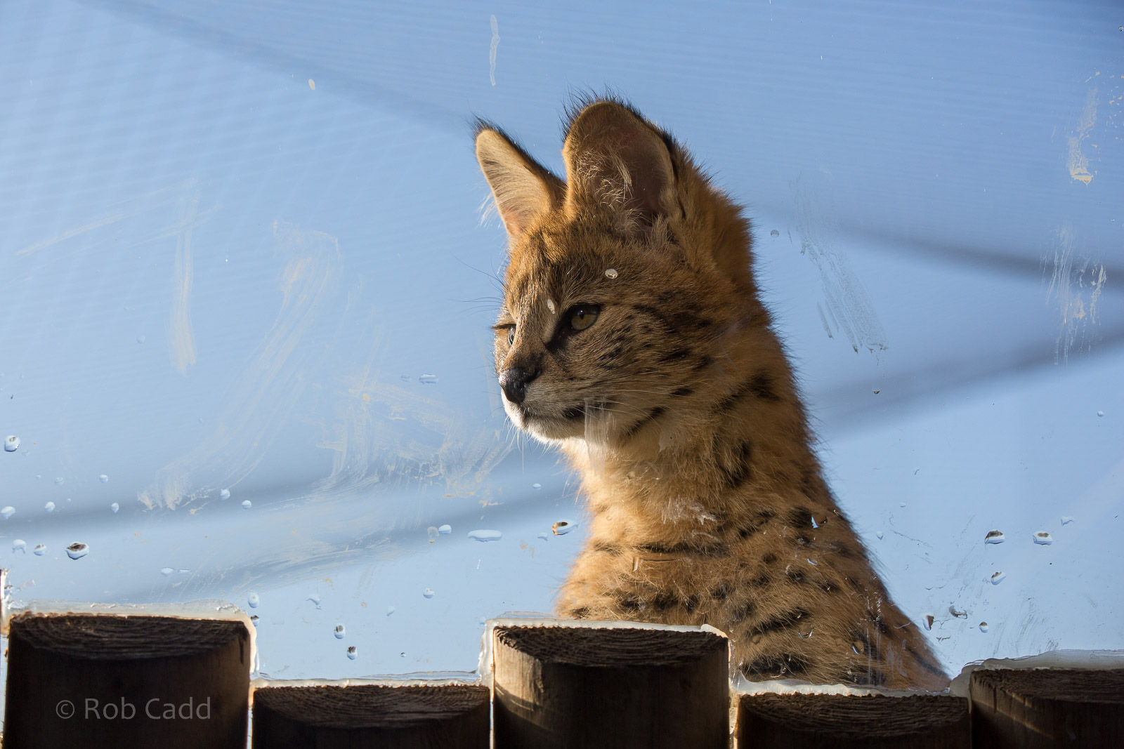 Serval : Hamerton : 18 Jan 2015