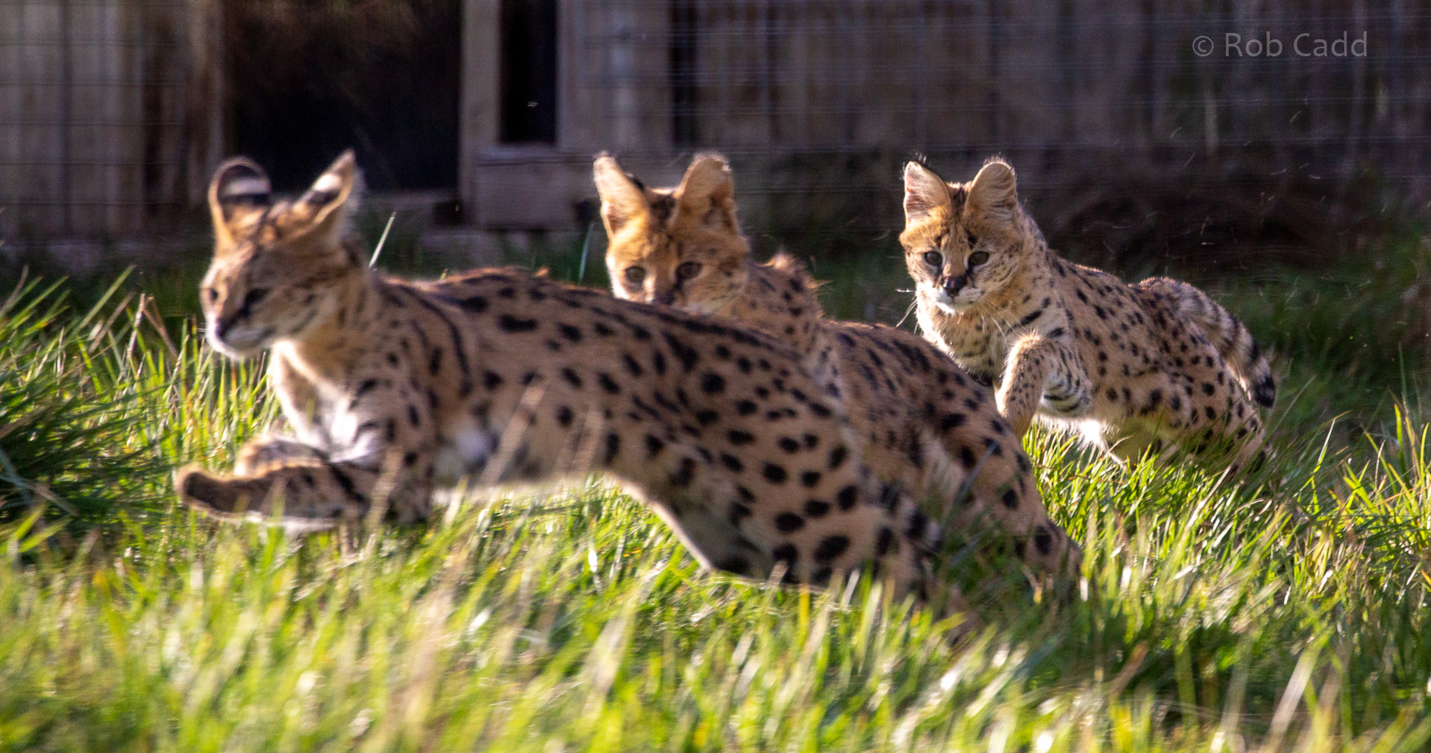 Serval : Hamerton : 21 Oct 2018