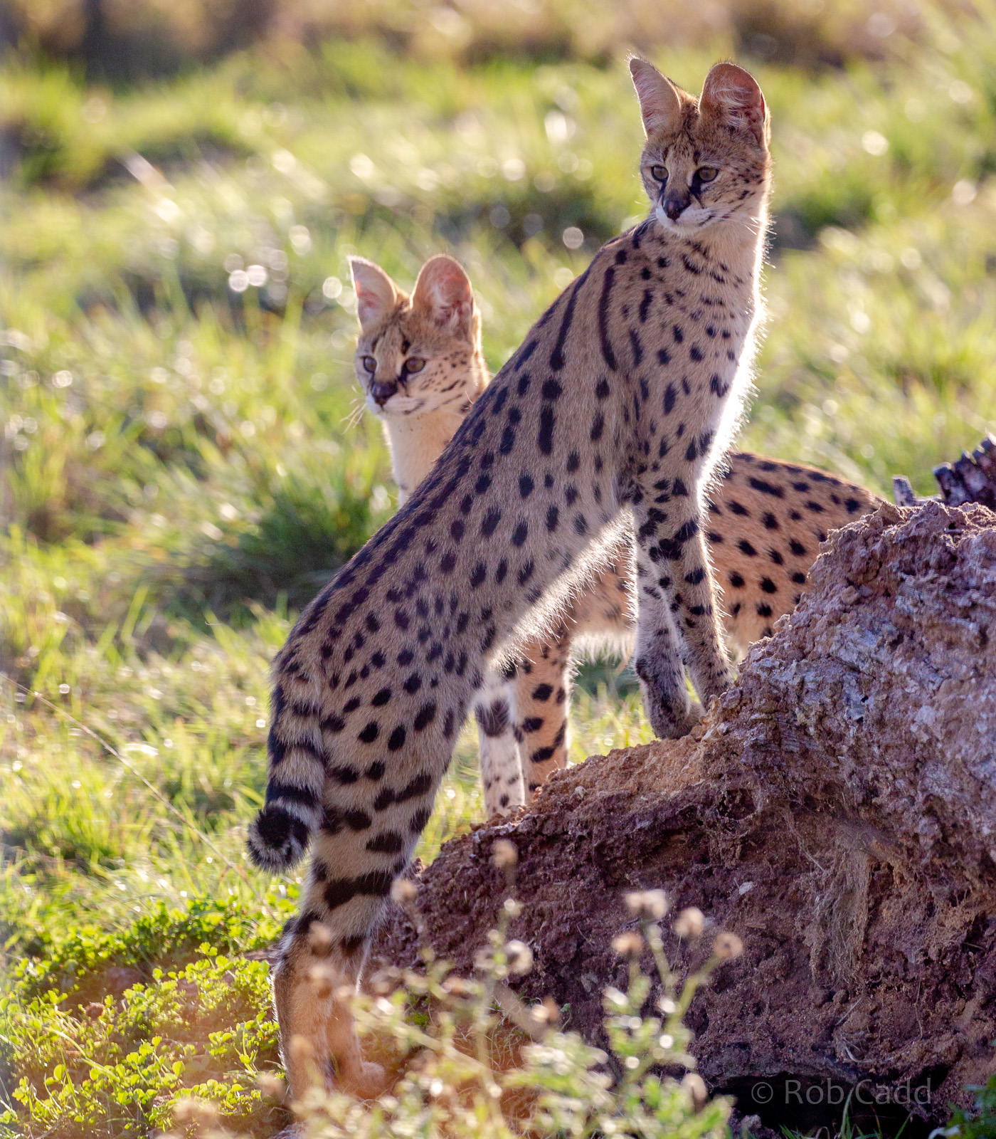 Serval : Hamerton : 21 Oct 2018