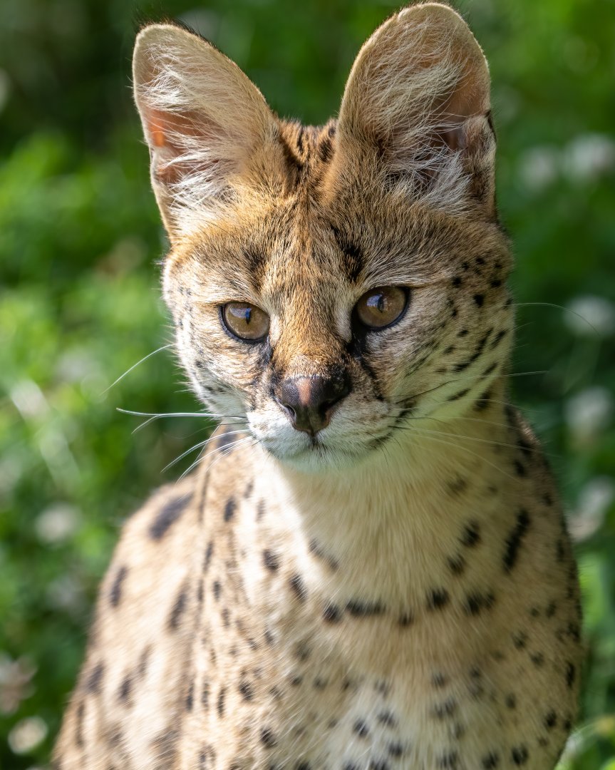 Serval / Hamerton / 22-7-20