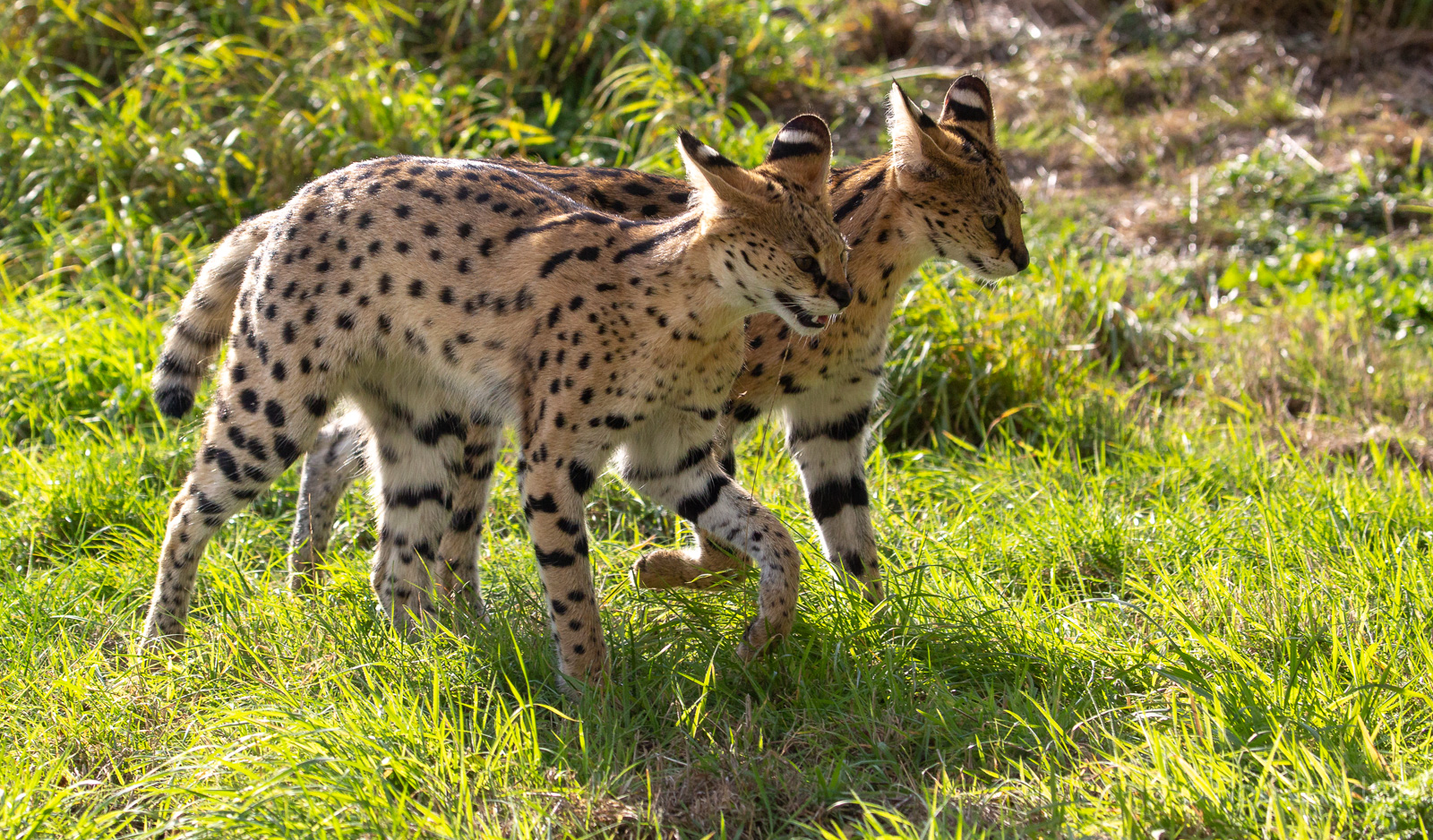 Serval : Hamerton : 23 Sep 2018
