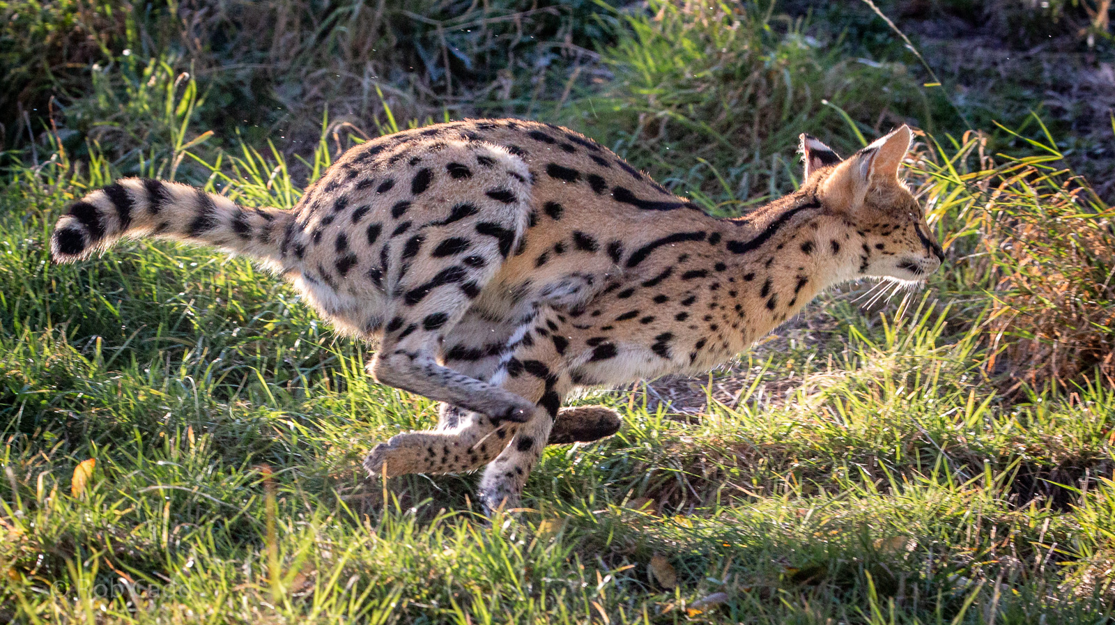 Serval : Hamerton : 28 Oct 2018