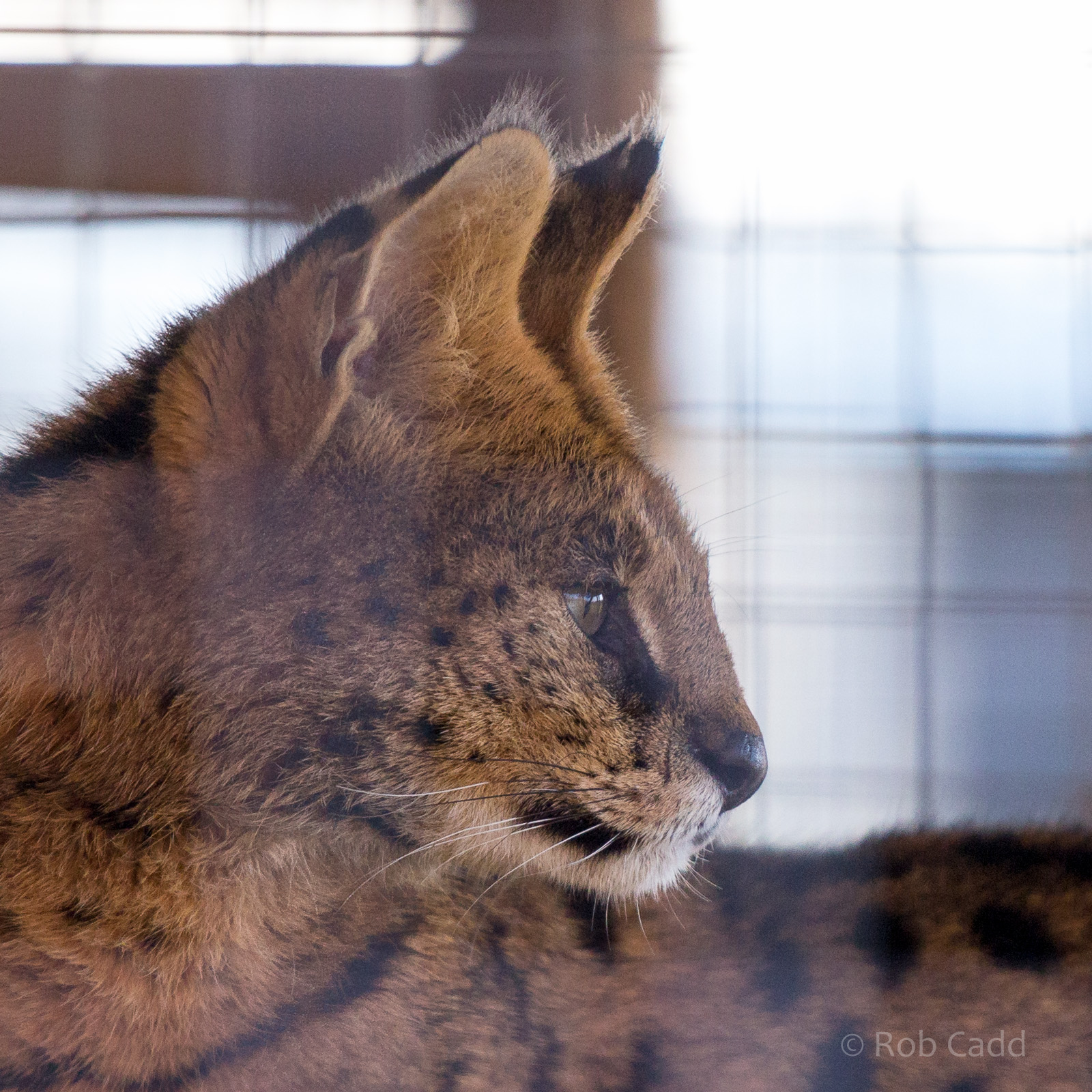 Serval : Hamerton : 31 Dec 2014