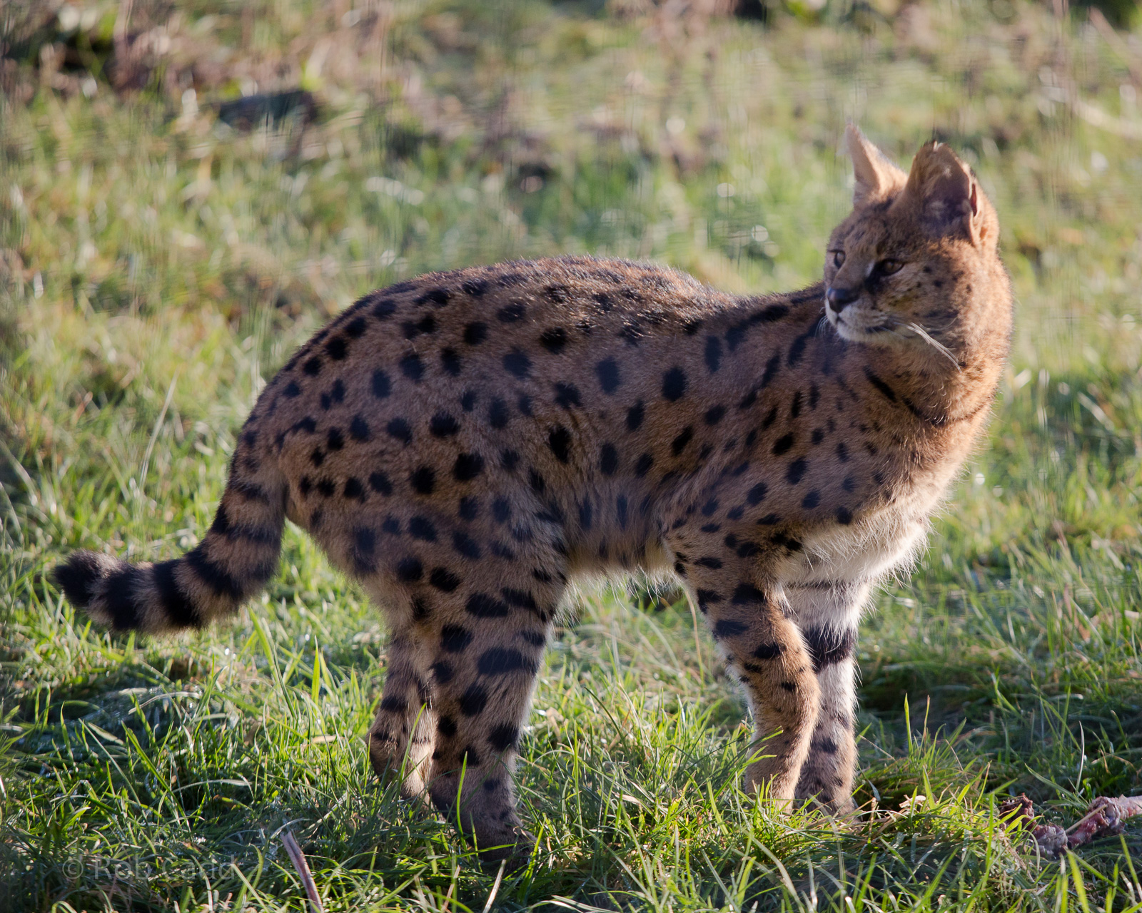 Serval : Hamerton : 31 Dec 2014