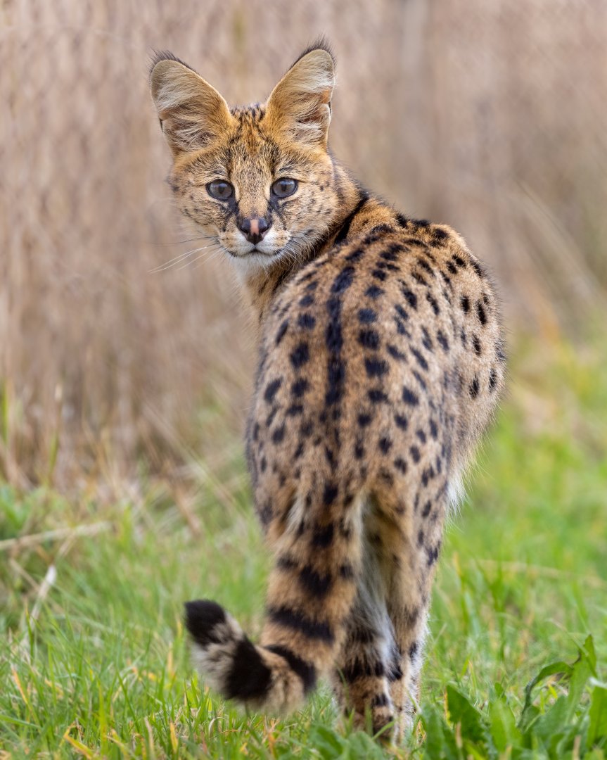 Serval / Hamerton / 7-10-21
