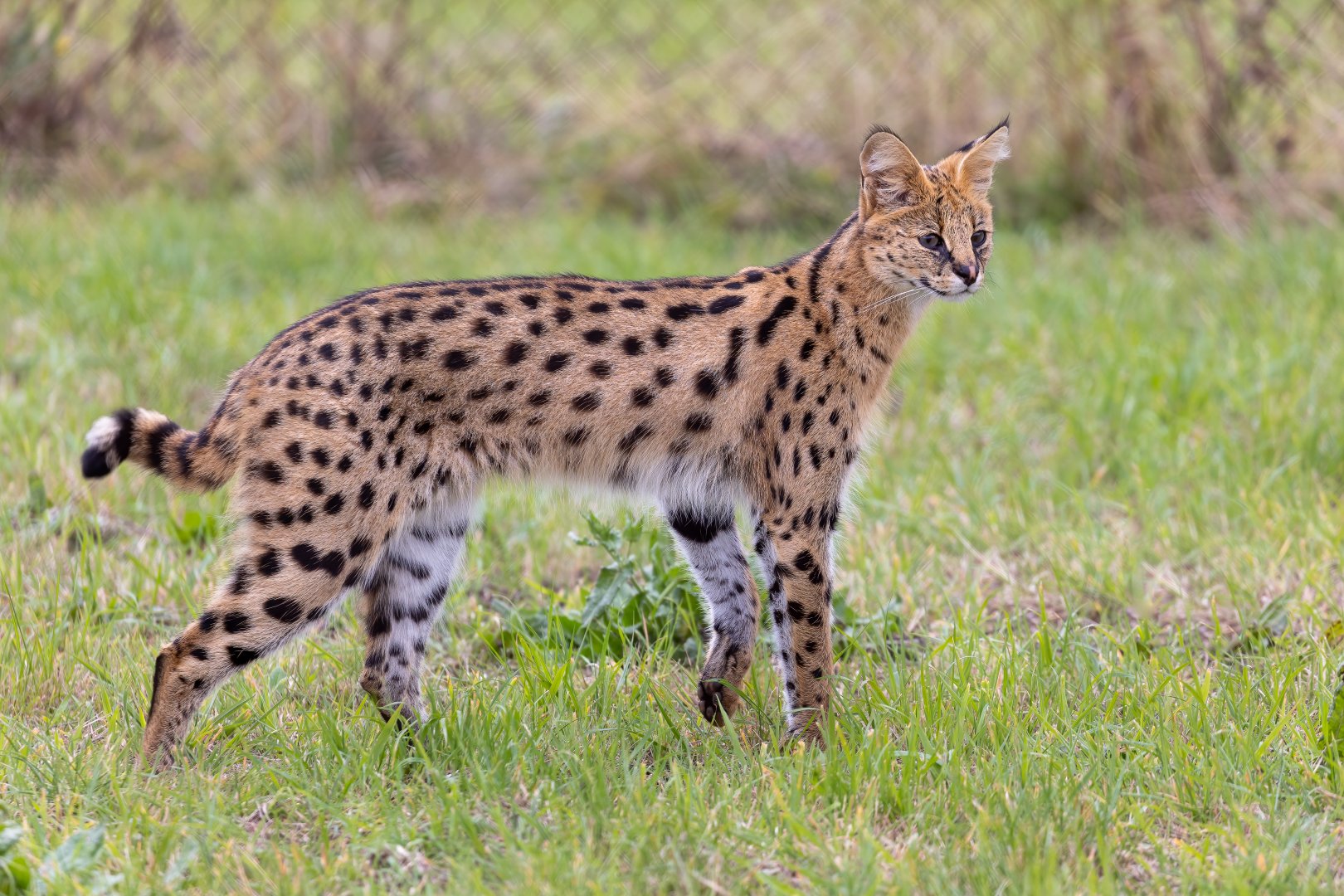 Serval  / Hamerton / 7-10-21
