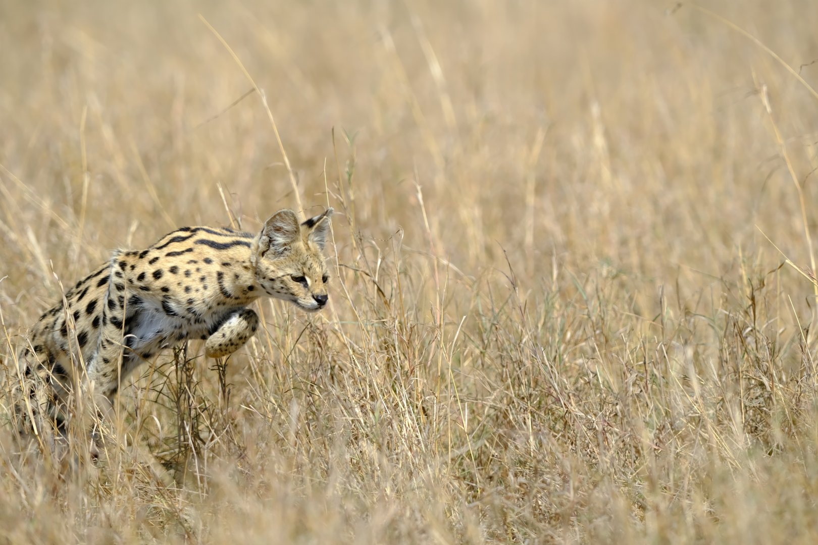 Serval hunting