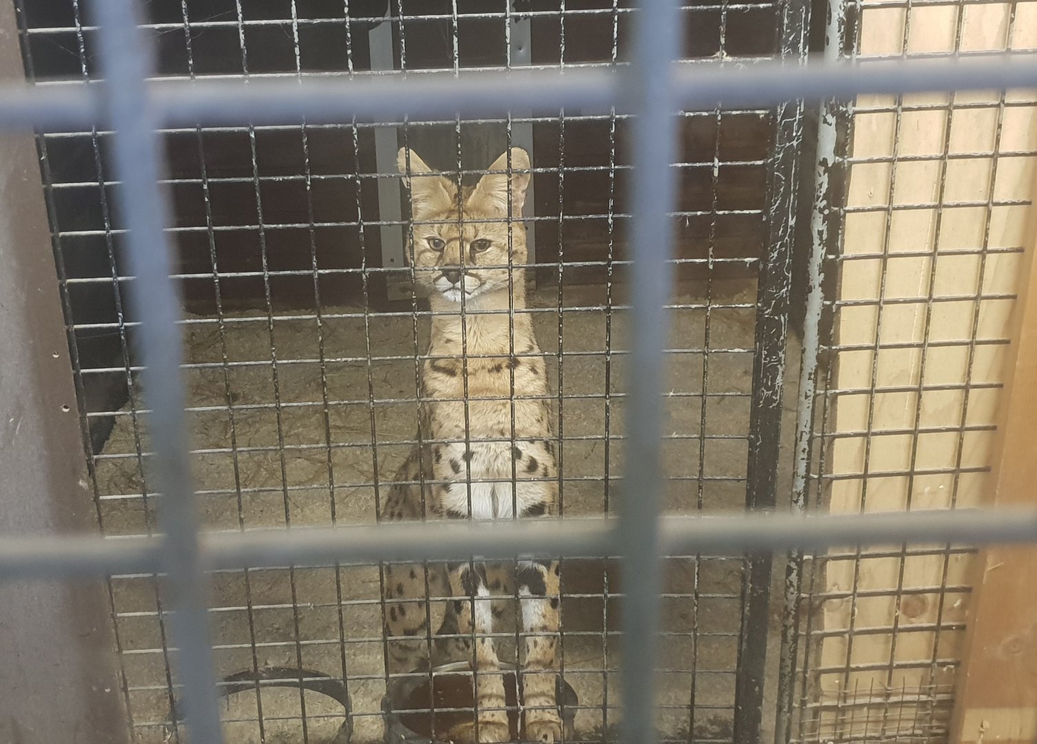 Serval in indoor-enclosure