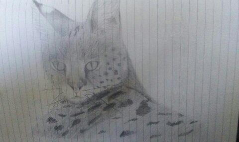Serval in my chem exercise book