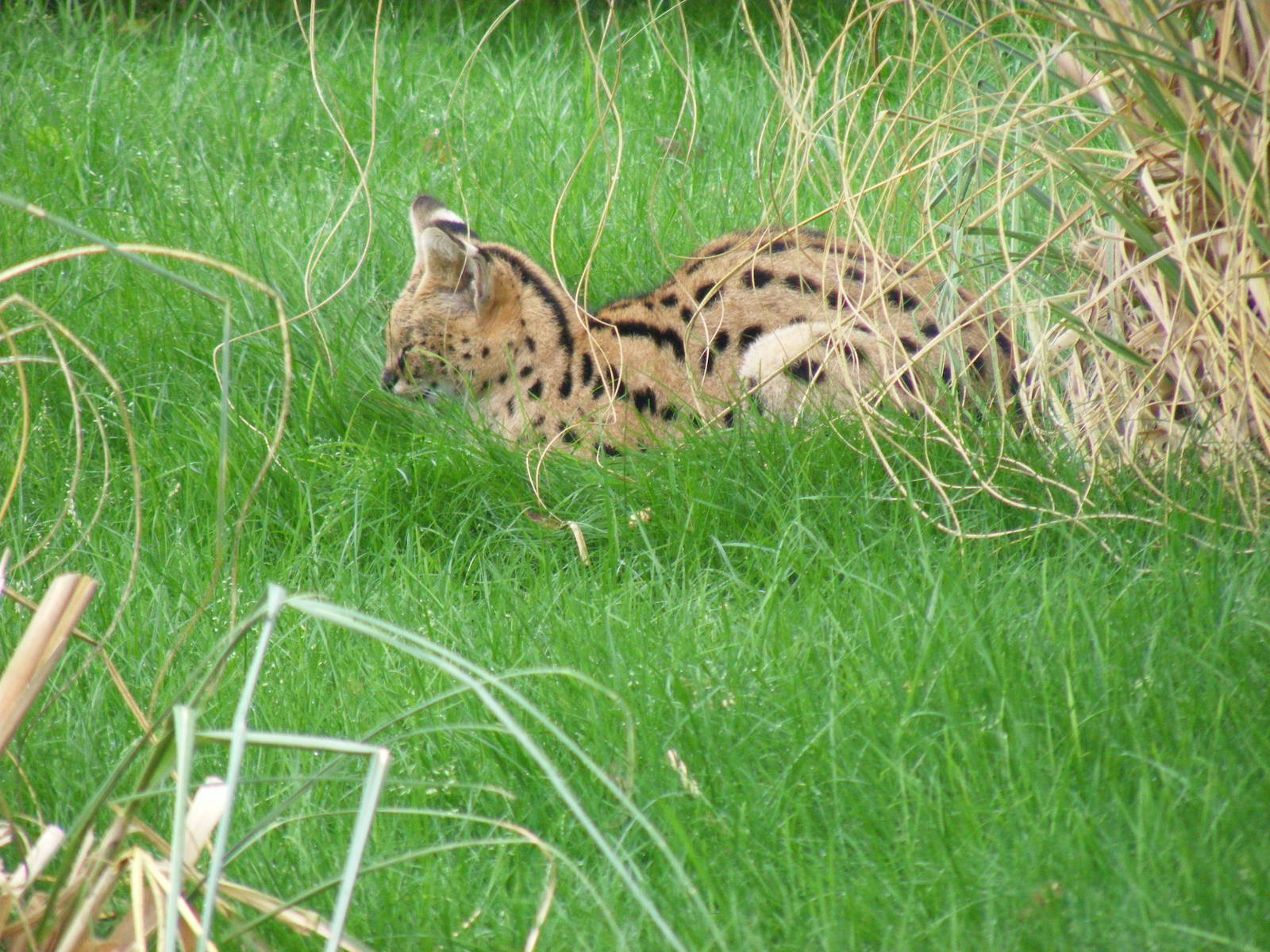 Serval in new enclosure at Marwell Wildlife, 22 August 2010