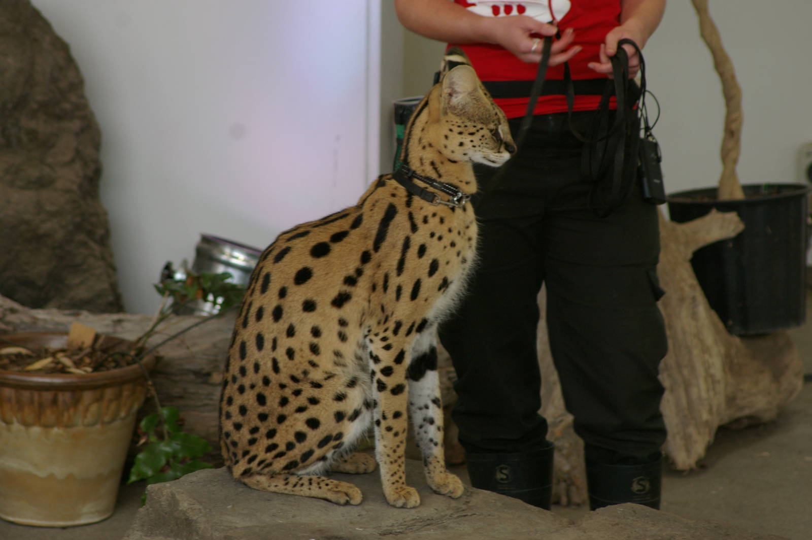 serval in the Amazing Animals show at the zoo