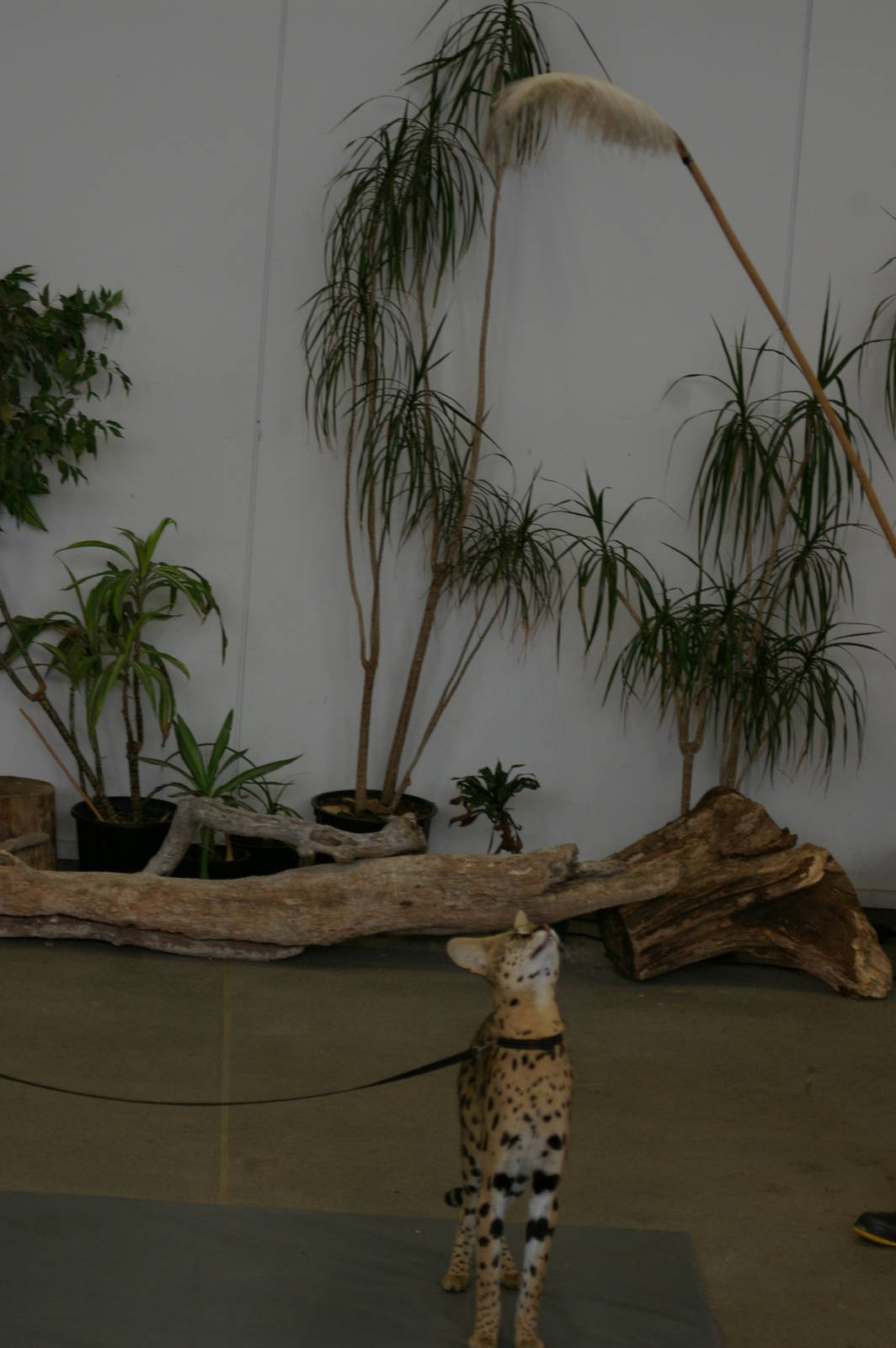 serval in the Amazing Animals show at the zoo