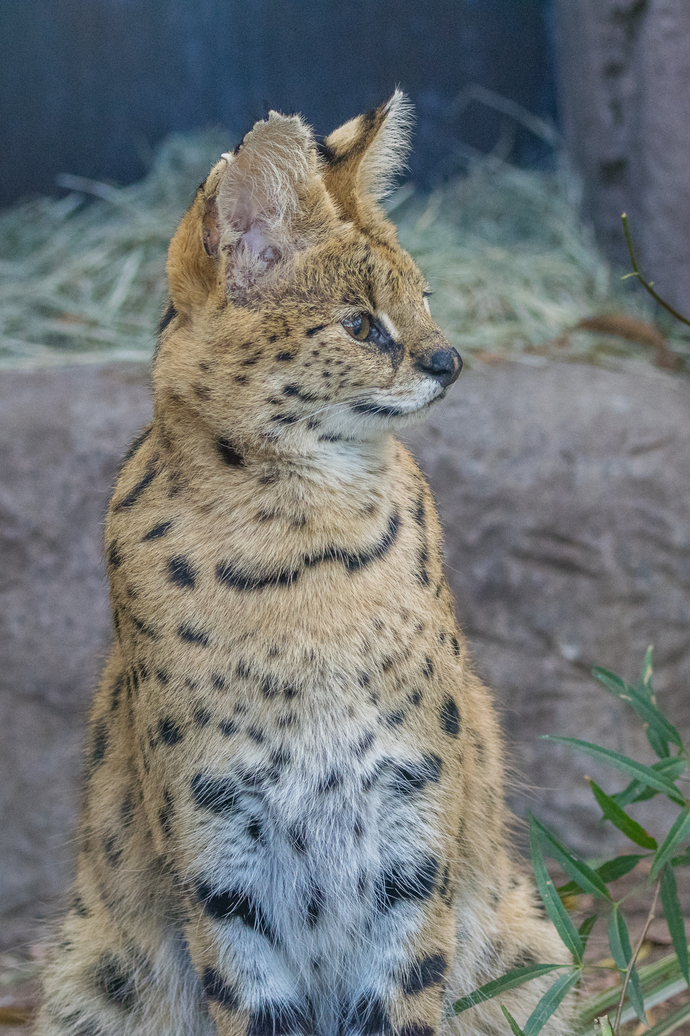 Serval in the Kopje. Female named Onshe.