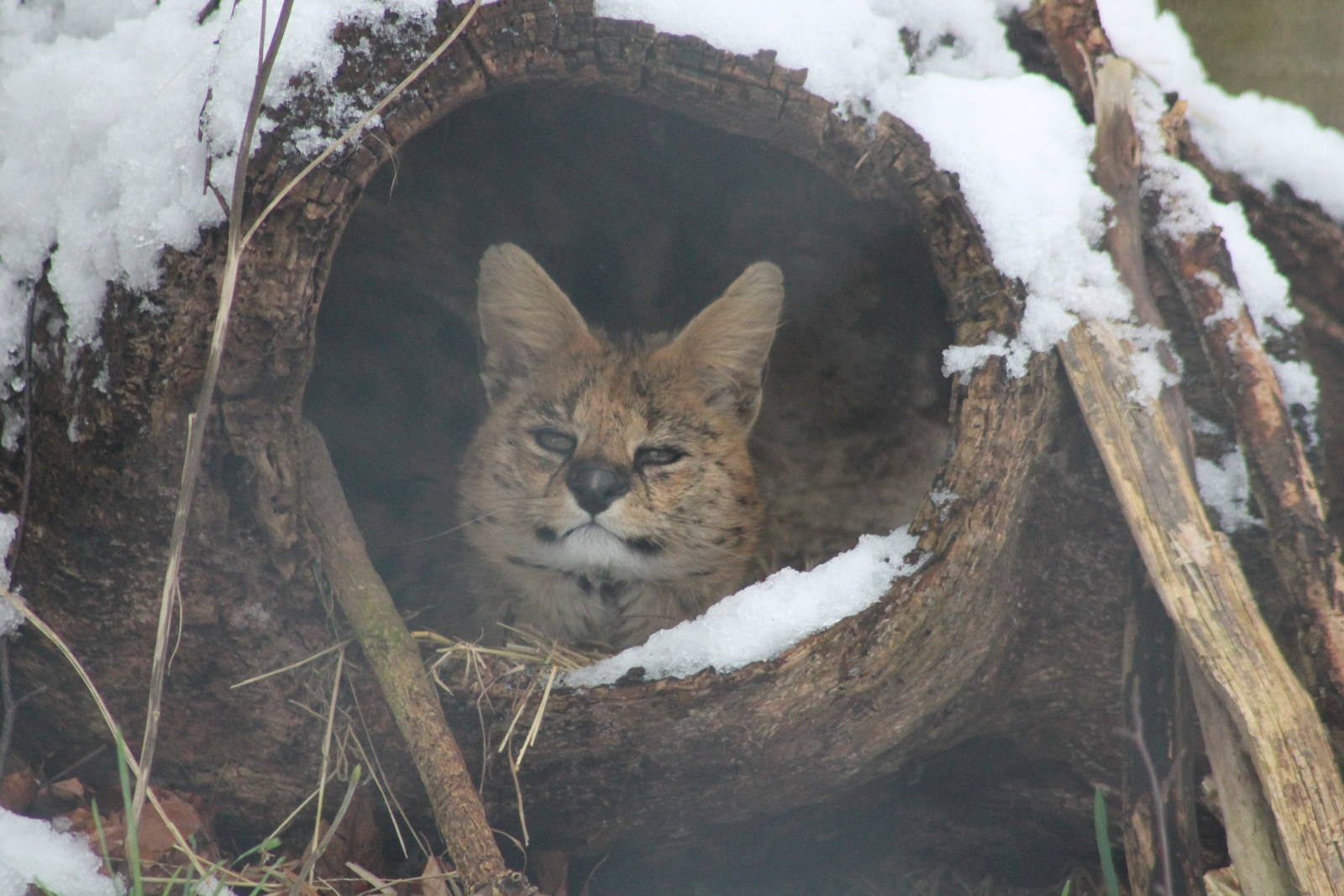 Serval in the snow Chester Zoo 2013