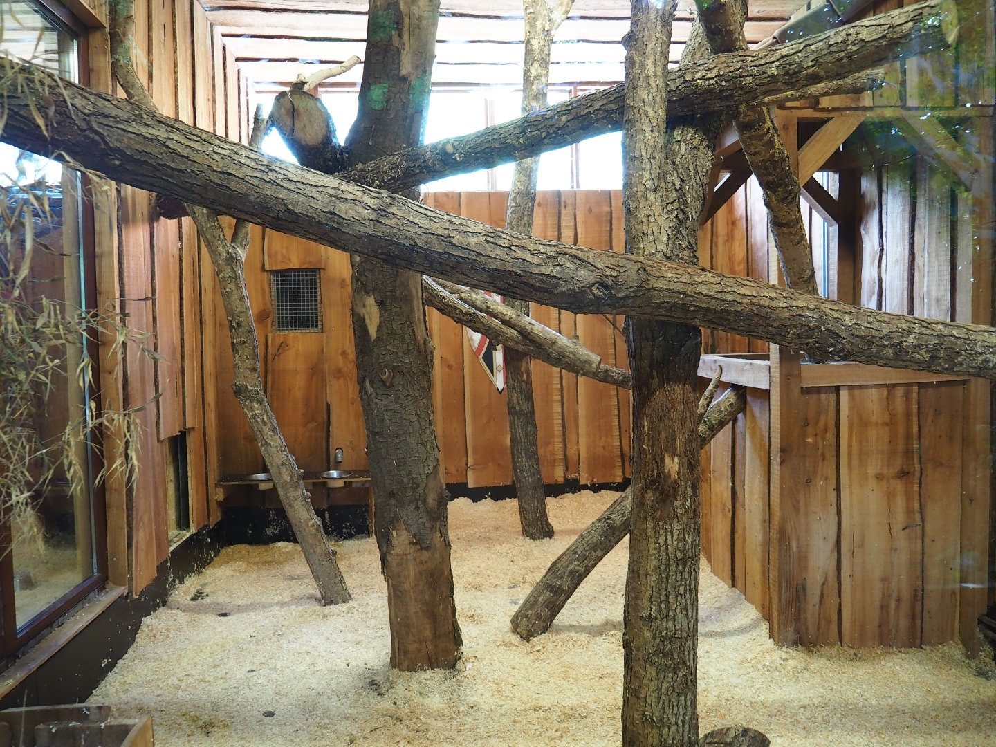 Serval indoor exhibit 1