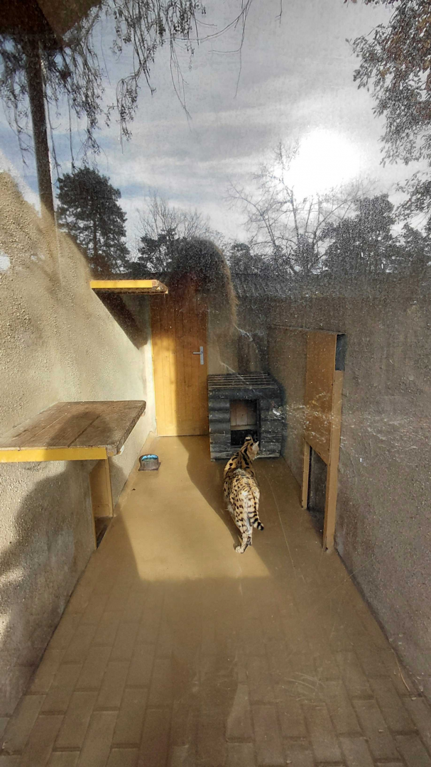 Serval indoor exhibit #1