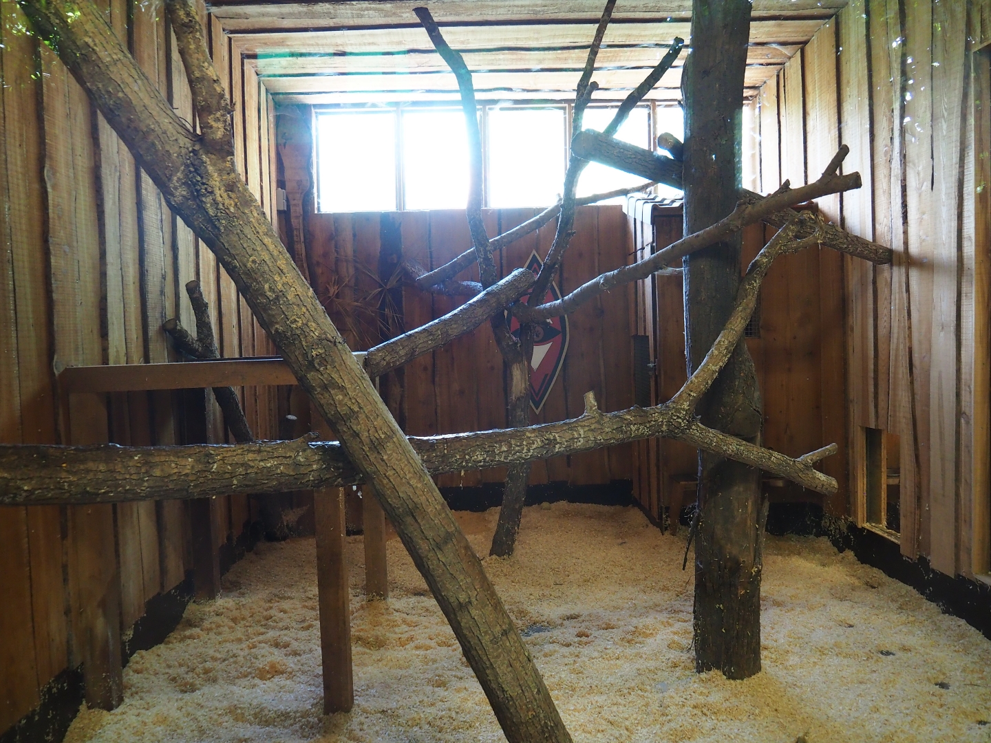 Serval indoor exhibit 2