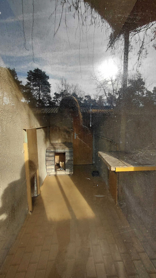 Serval indoor exhibit #2