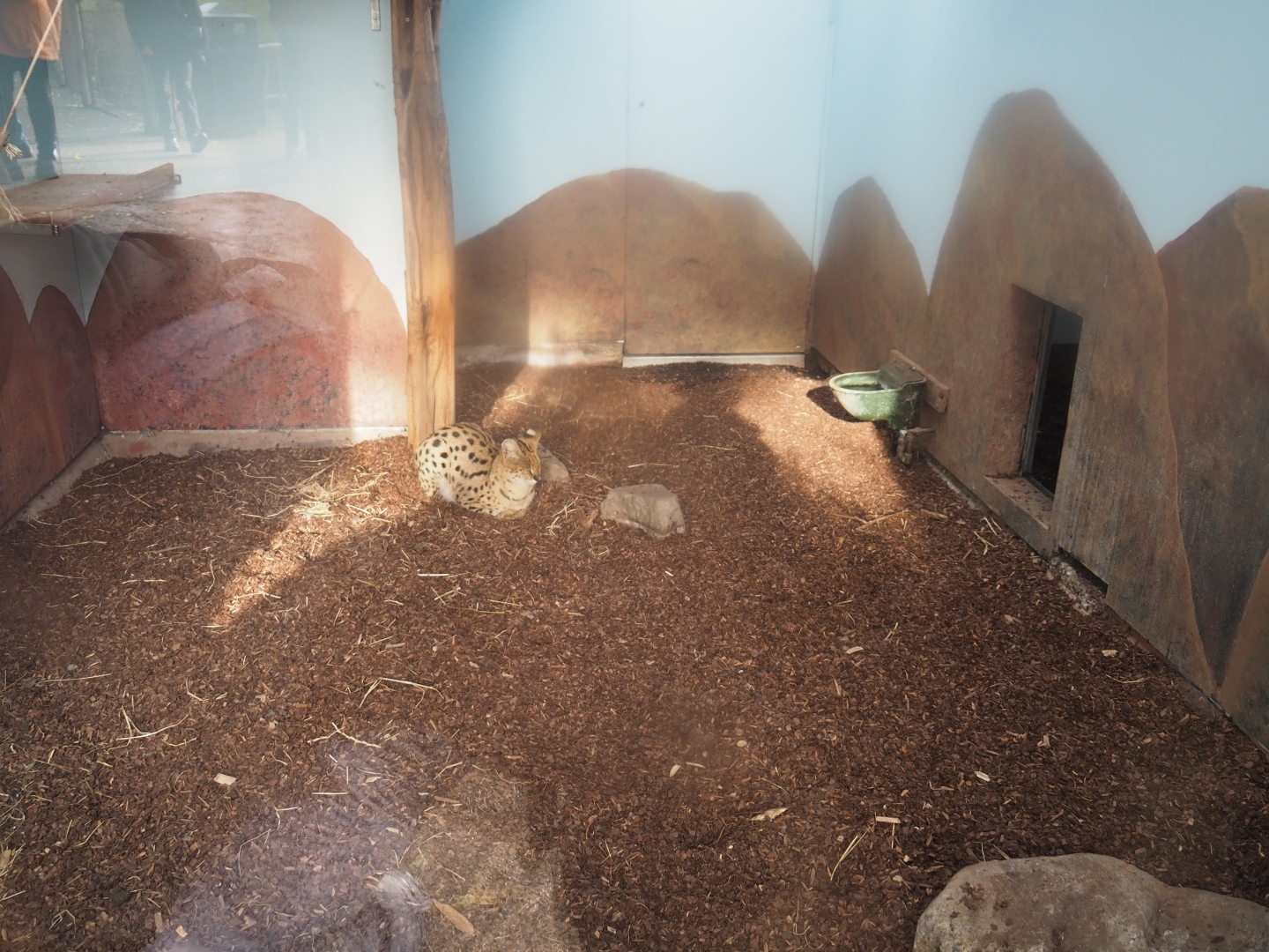 Serval indoor exhibit (Nov 10th, 2018)