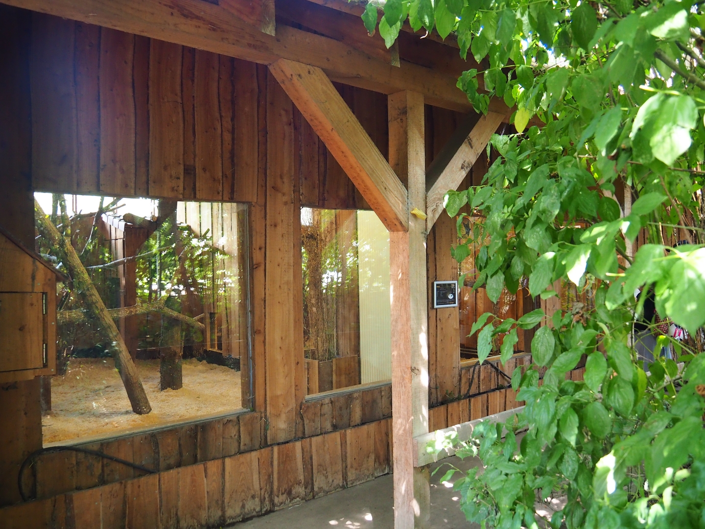Serval indoor exhibit viewing area