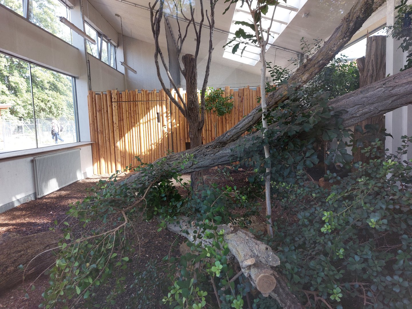 Serval indoor exhibit