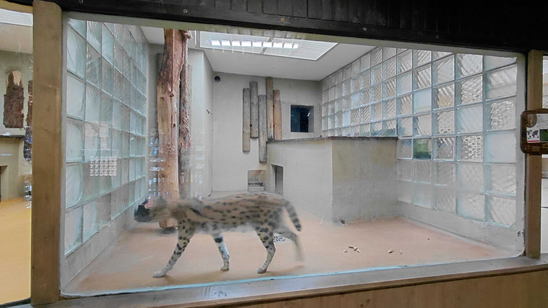Serval indoor exhibit