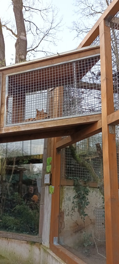Serval inside of overhead Tunnel