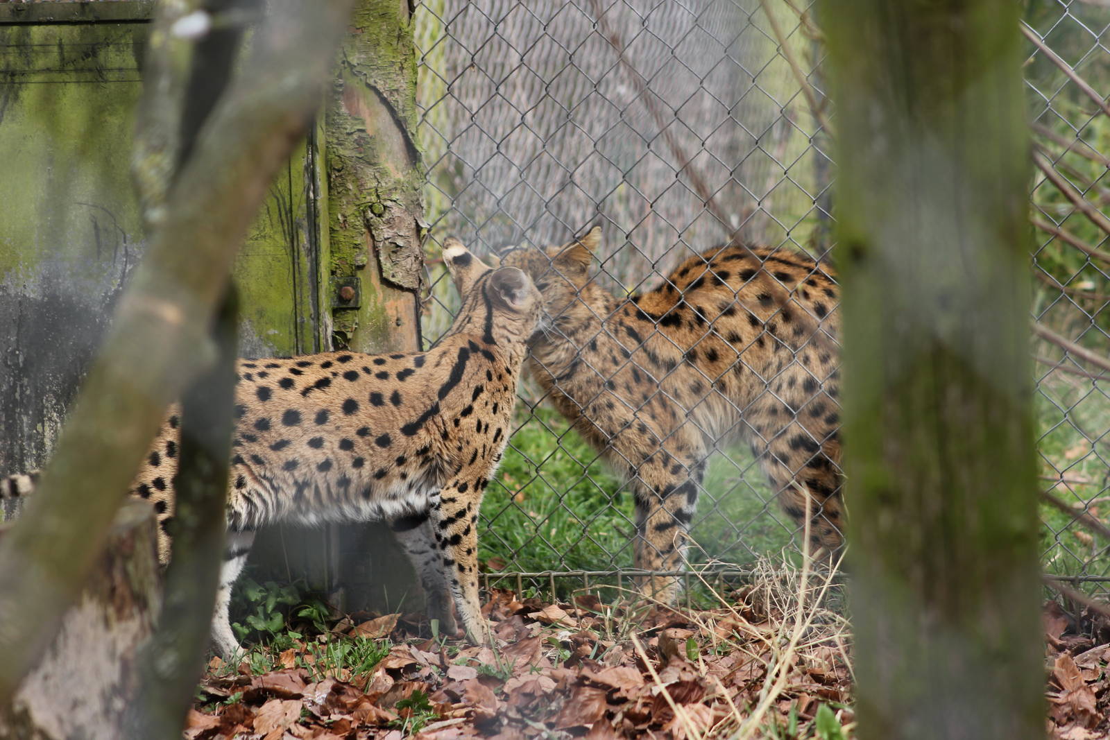 Serval interaction