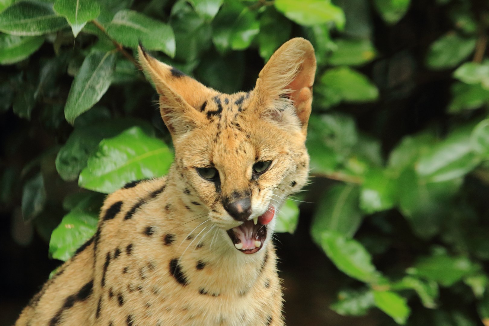 Serval (July 2020)