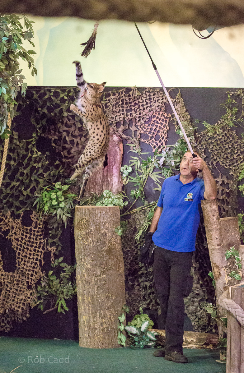 Serval (jump) : Banham Zoo : 29 Sep 2017