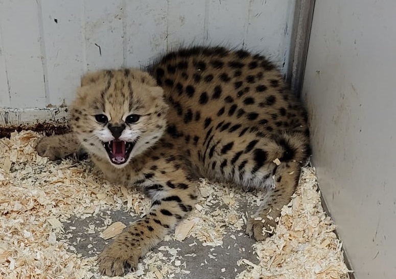 Serval - juvenile