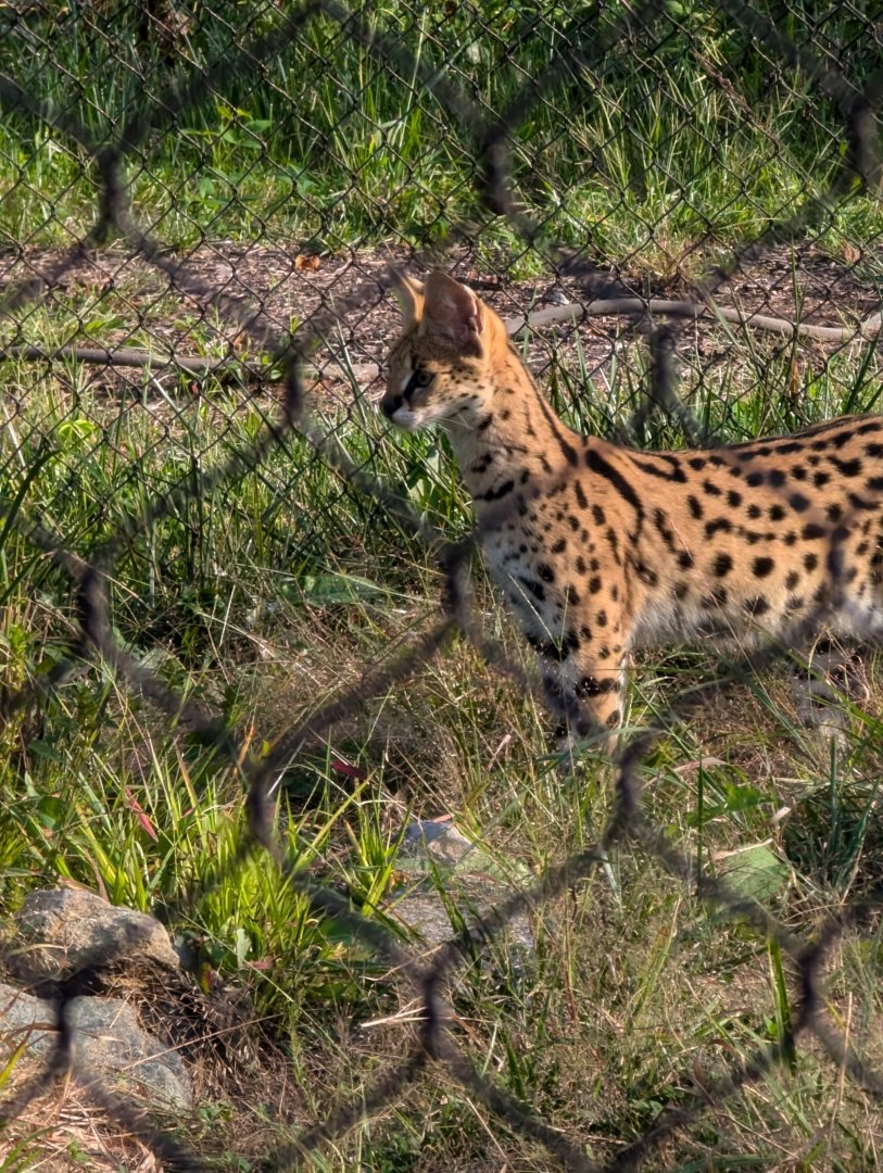Serval juvenile