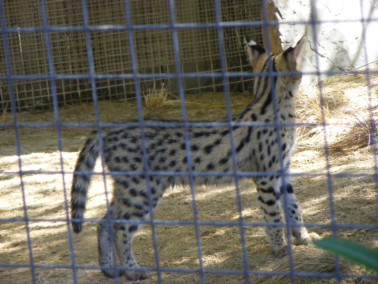Serval Kitten - April, 2010