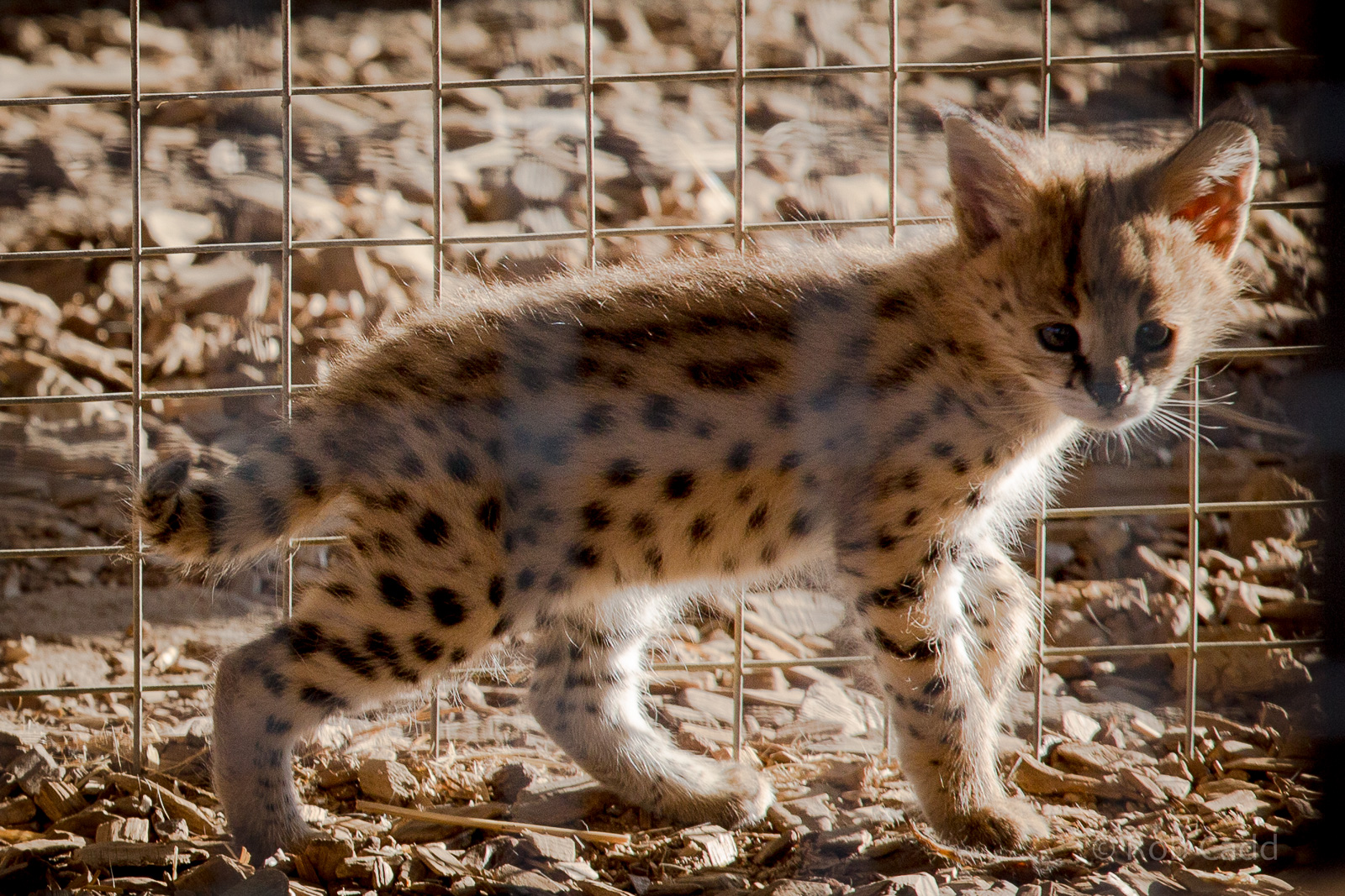 Serval kitten : Hamerton : 31 Aug 2014