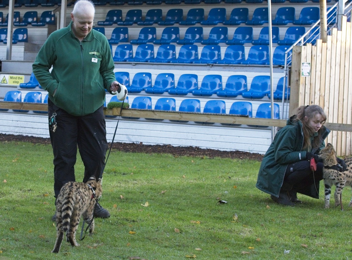 Serval Kitten playtime.