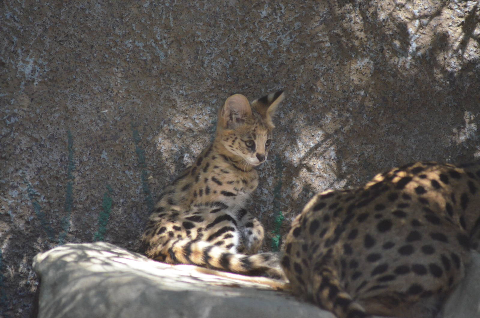 Serval Kitten With Mom