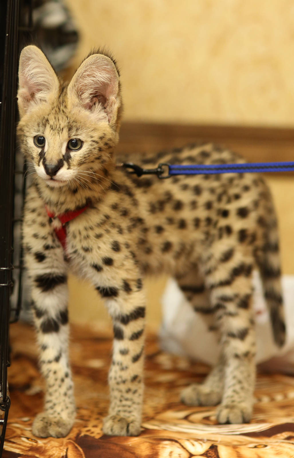 serval kitten
