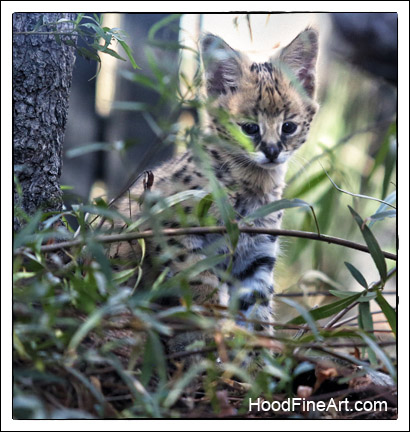 serval kitten