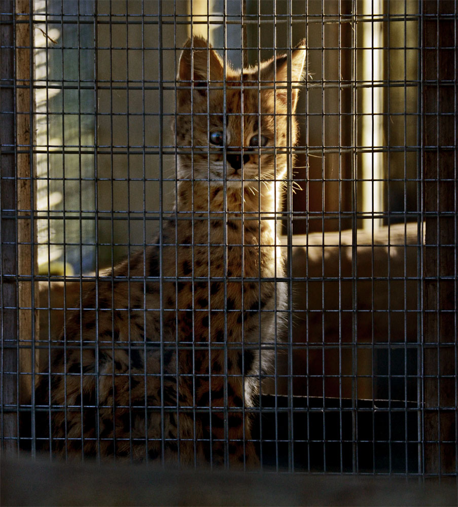 Serval Kitten