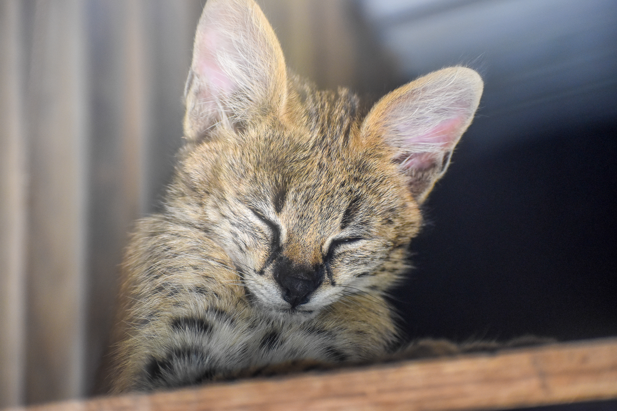 Serval Kitten