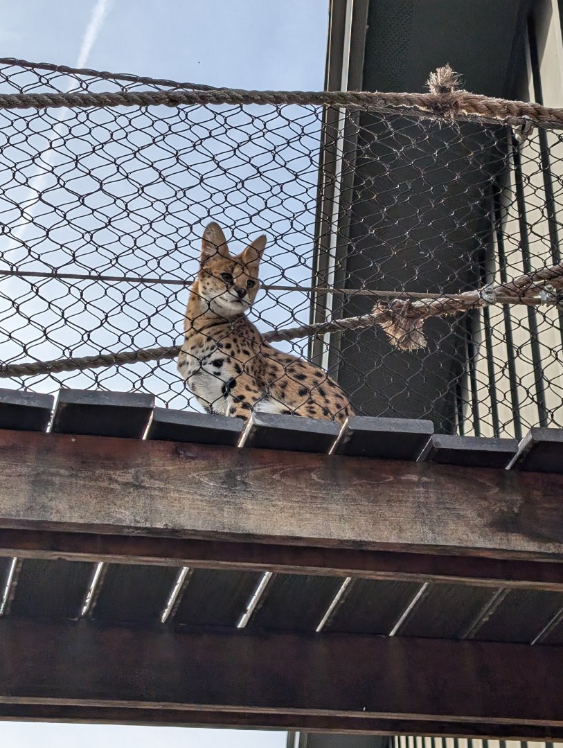 Serval kitten