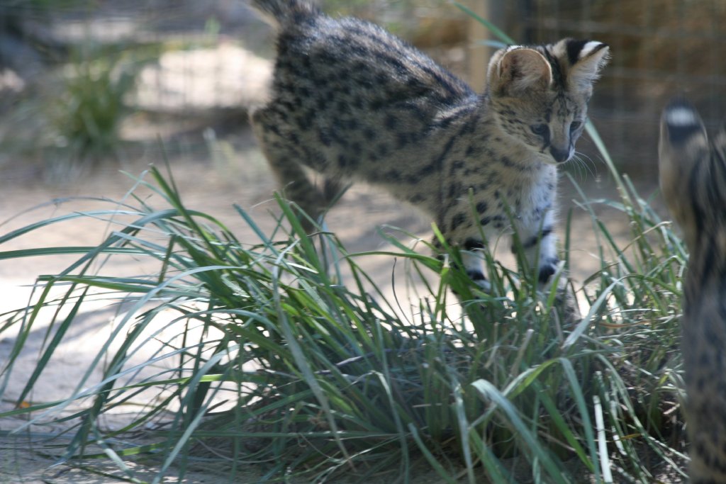 Serval Kitten